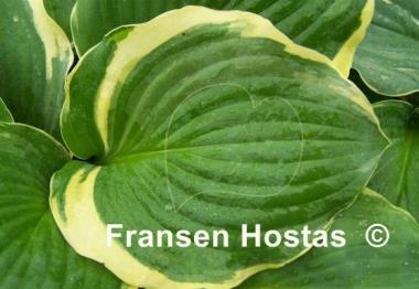 Hosta Hippodrome