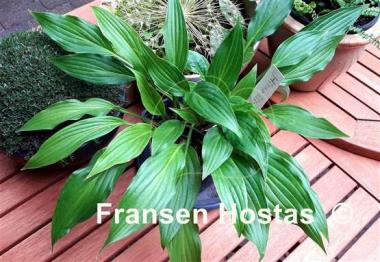 Hosta Hirao Elite