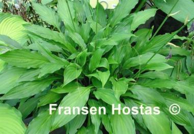 Hosta Hirao Elite