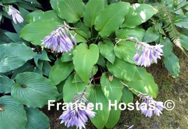 Hosta Hirao Majesty
