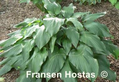 Hosta Hirao Majesty