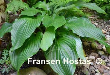Hosta Hirao Majesty