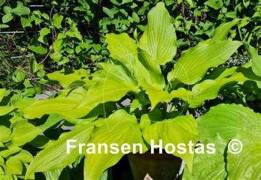 Hosta Hirao Majesty