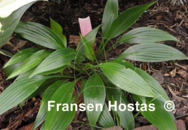 Hosta Hirao Splendor
