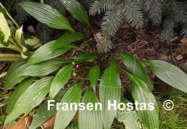 Hosta Hirao Splendor