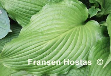 Hosta Hirao Supreme