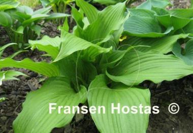 Hosta Hirao Supreme