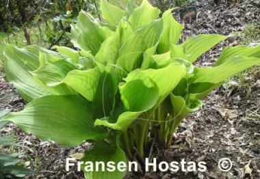 Hosta Hirao Supreme