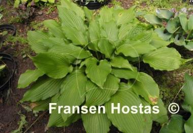 Hosta Hirao Supreme