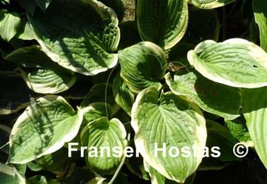 Hosta His Honor