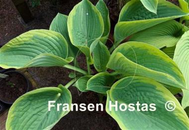 Hosta His Honor