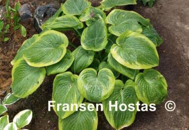 Hosta His Honor
