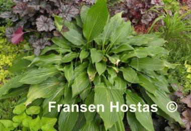 Hosta Hokkaido