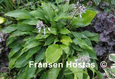 Hosta Hokkaido
