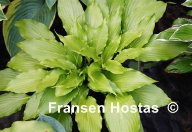 Hosta Hokkaido