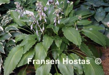 Hosta Hokkaido