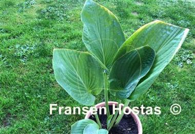 Hosta Holar Arches Park