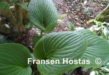 Hosta Holar Arches Park