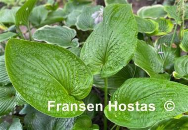 Hosta Holar Arches Park