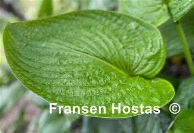 Hosta Holar Arches Park