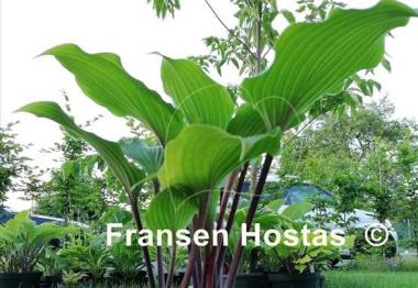 Hosta Holar Black Swan