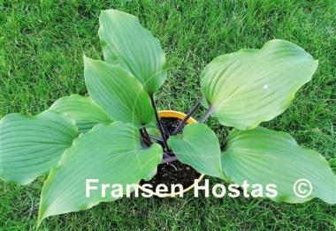 Hosta Holar Black Swan