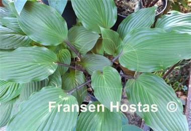 Hosta Holar Black Swan