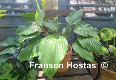 Hosta Holar Black Swan