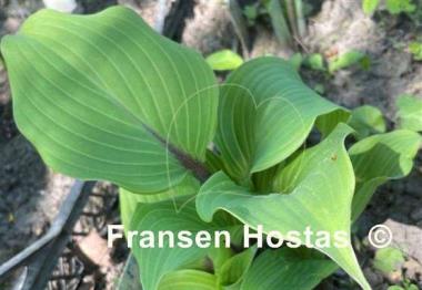 Hosta Holar Crimson Grape