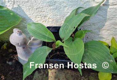 Hosta Holar Crimson Grape