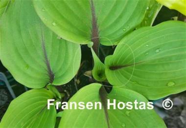 Hosta Holar Crimson Grape