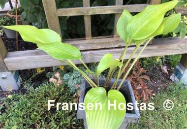 Hosta Holar Early Days