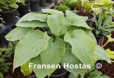 Hosta Holar Flying Saucer