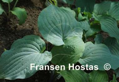 Hosta Holar Flying Saucer