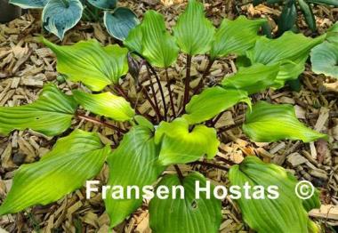 Hosta Holar Garnet Crow