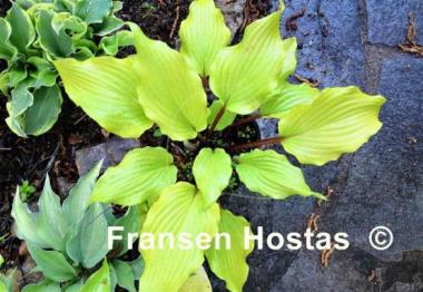 Hosta Holar Garnet Crow