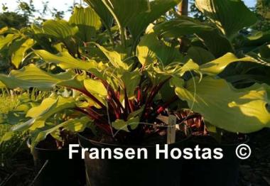 Hosta Holar Garnet Crow