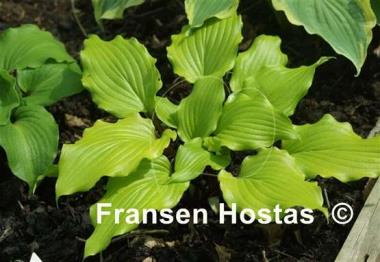 Hosta Holar Garnet Crow
