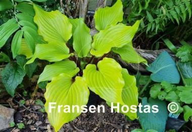 Hosta Holar Garnet Crow