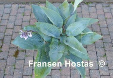 Hosta Holar Ice Empress