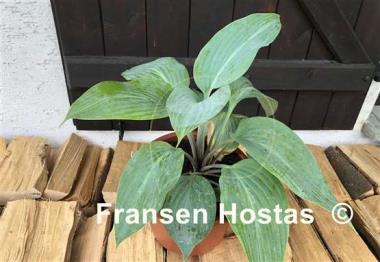 Hosta Holar Ice Empress