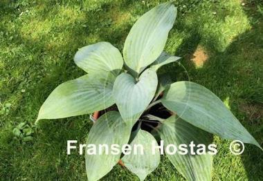 Hosta Holar Ice Empress