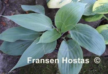 Hosta Holar Ice Empress