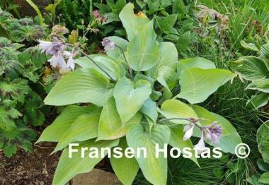 Hosta Holar Ice Empress