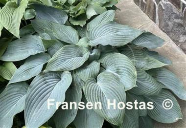Hosta Holar Ice Empress