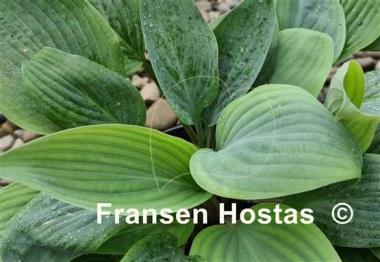 Hosta Holar Ice Empress