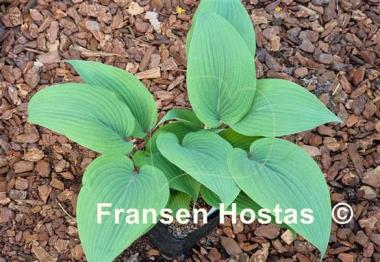 Hosta Holar Mystic Purple