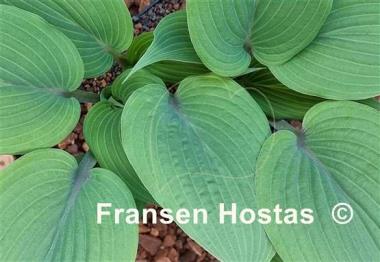 Hosta Holar Mystic Purple