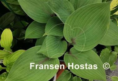 Hosta Holar Purple Flash