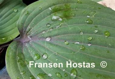 Hosta Holar Purple Flash